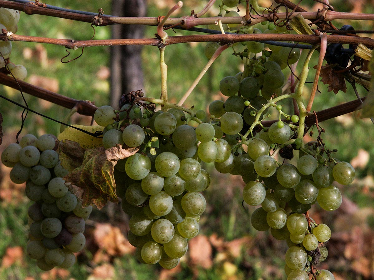 Wei&szlig;wein